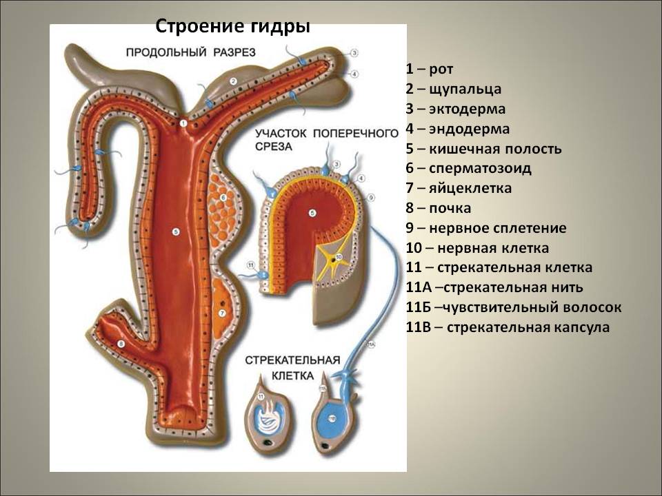 Даркнет официальный сайт вход